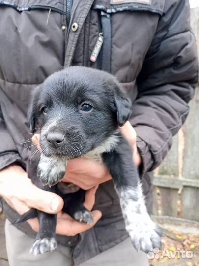 Отдам щенка