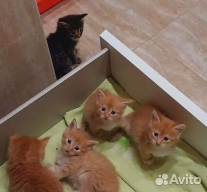 Котята мейн-кун