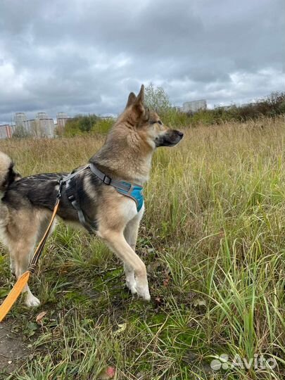 Лайка метис