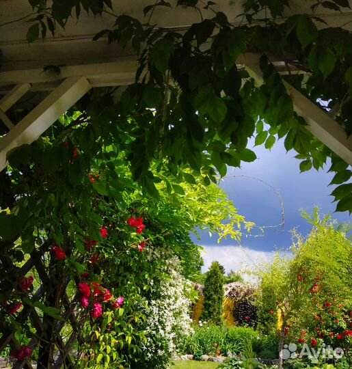 Садовые цветы многолетники