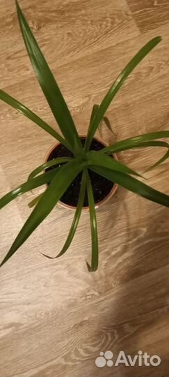 Панданус пальма