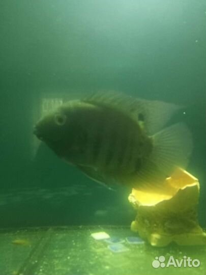 Живая рыба