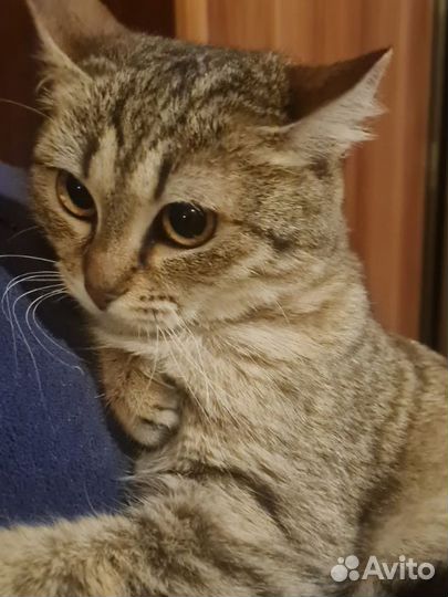 Котенок девочка 6 мес