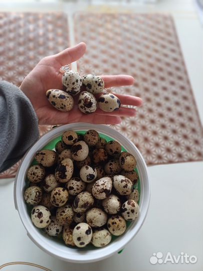 Яйца перепелиные домашние