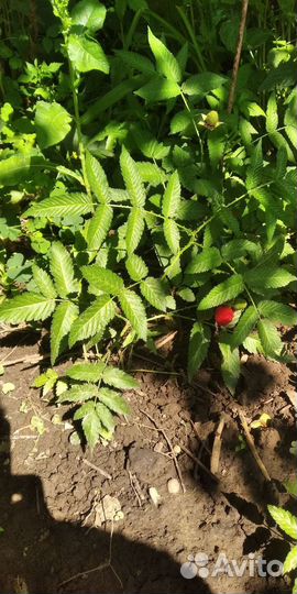 Тибетская малина саженцы