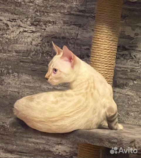 Бенгальский кот