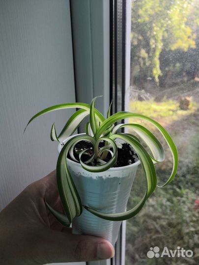 Хлорофитум кудрявый (кучерявый) Бонни