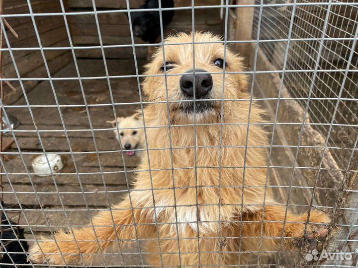 Собаки из приюта ищут дом