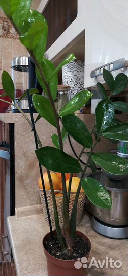 Замиокулькас