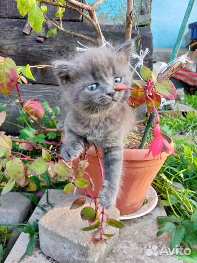 Котята в добрые руки бесплатно