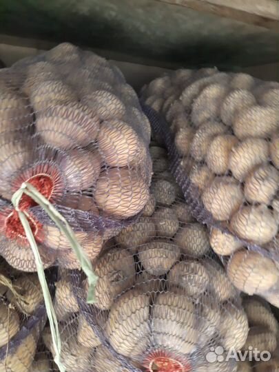 Картофель белый оптом от 20 тонн