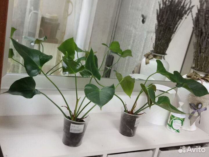 Домашние цветы/разные