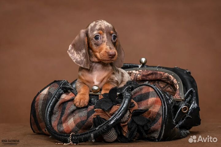 Щенки кроличьей/мини таксы.Мраморная девочка