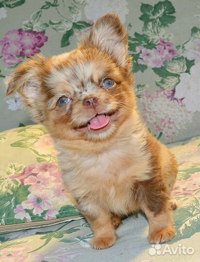 Щенки чихуахуа