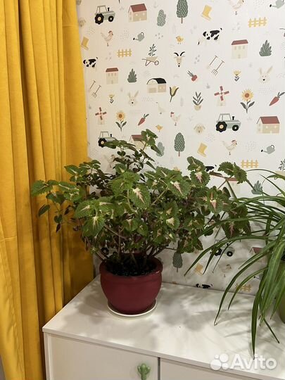 Колеус с горшком