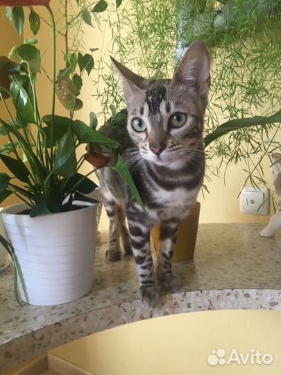 Бенгальская кошка