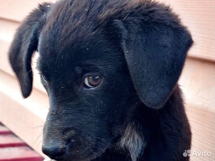 Щенки ищут дом