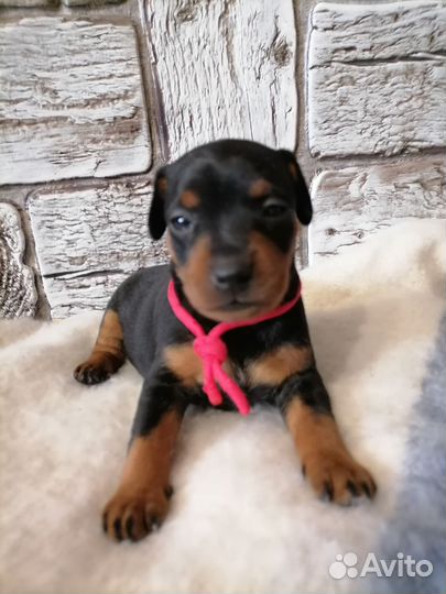 Продам щенков цвергпинчера