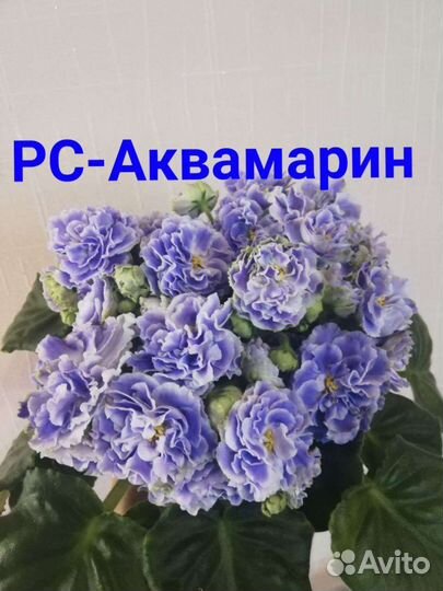 Лист фиалки, 10сортов