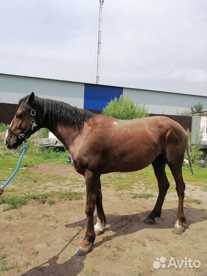 Продам кобылу