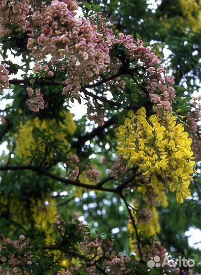 Редкость для сада-лабурноцитисус Адама