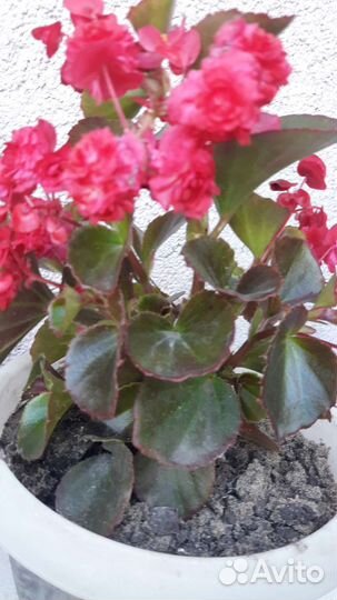 Бегония вечноцветущая махровая