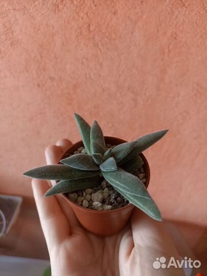 Крассула, гибискус, каланхое, алое, гастерия