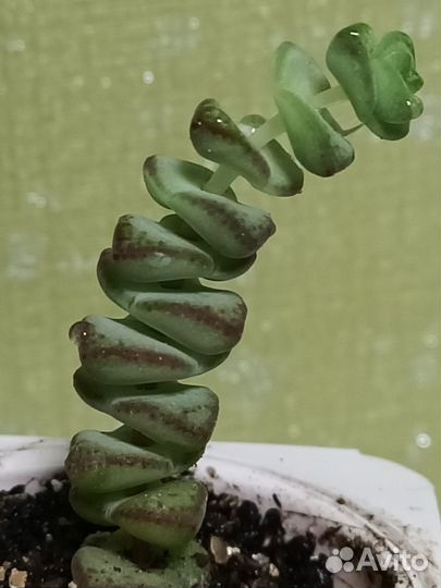 Крассула Марнье