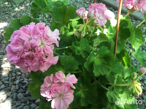 Продам пеларгонии