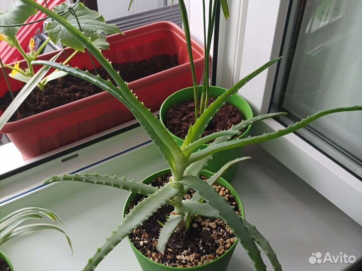 Алоэ лечебный