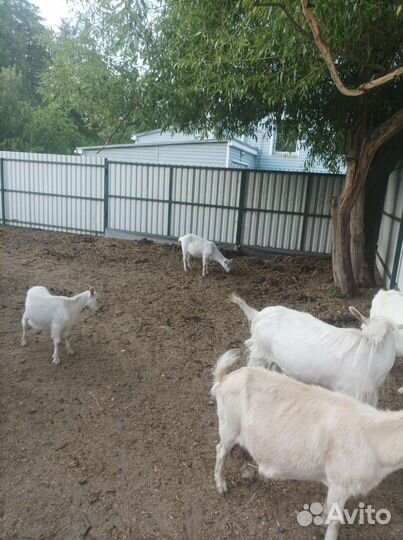 Зааненская дойная коза