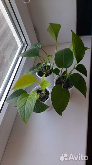 Сциндапсусы 3 вида