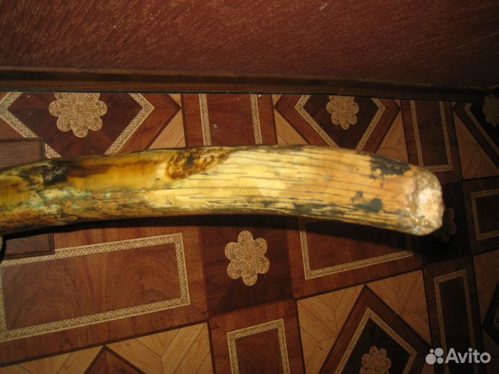 Продам бивень мамонта