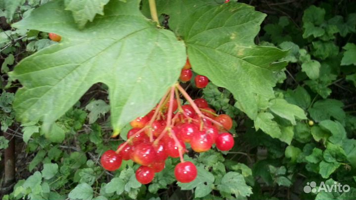 Красная Калина ягода под заказ