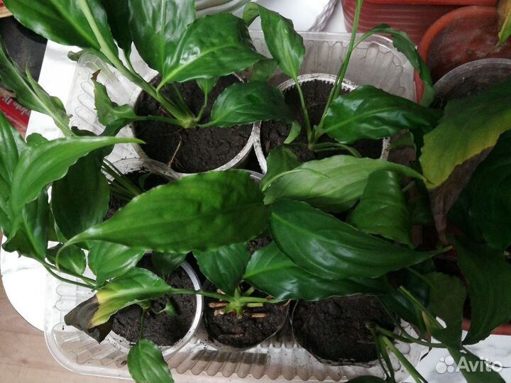 Спатифиллум