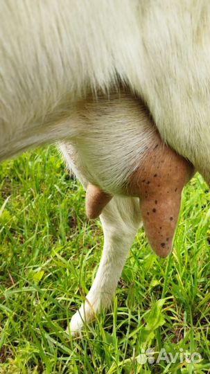 Зааненские козы дойные