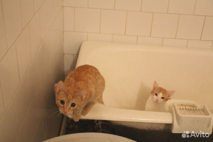 Котята - лучший подарок на Новый Год