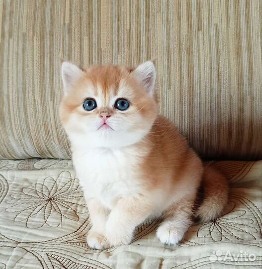 Британские золотые девочки