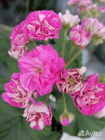 Пеларгония Ю-Грушенька