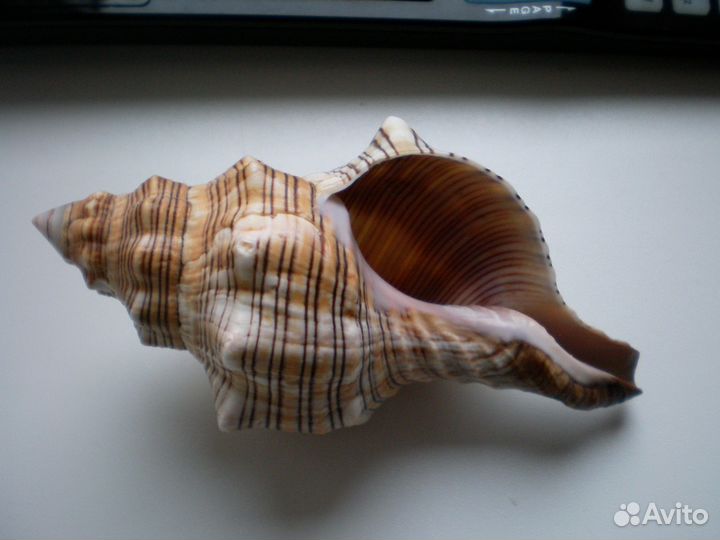 Раковины, кораллы, морские звезды