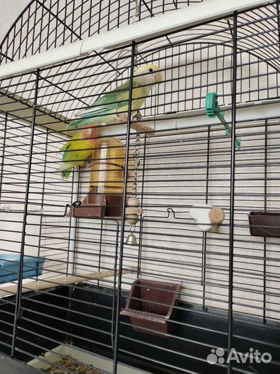 Попугай неразлучники с клеткой