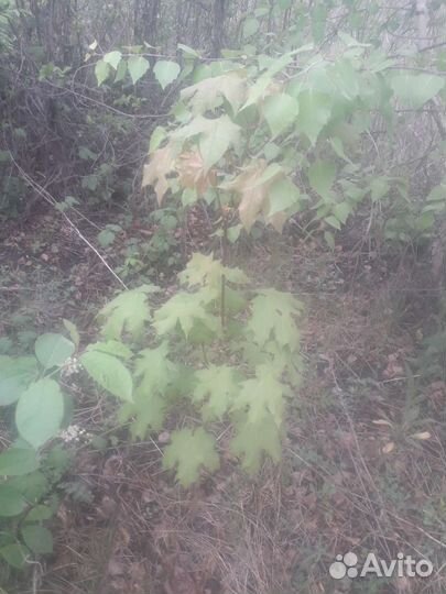 Каштан саженцы,клен,калина,слива