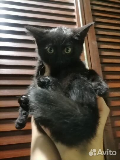 Черный котёнок в добрые руки