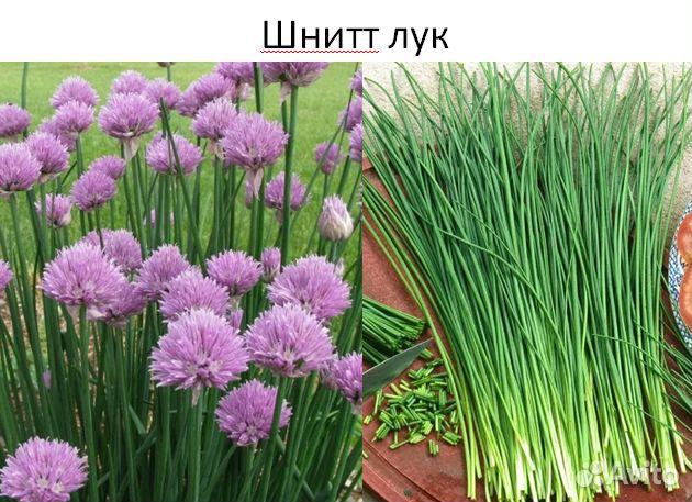 Луки многолетние