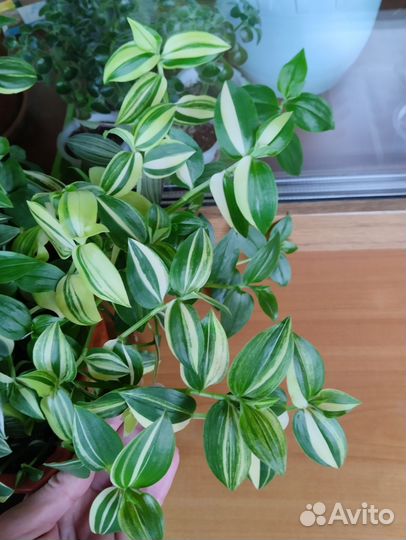 Традесканции