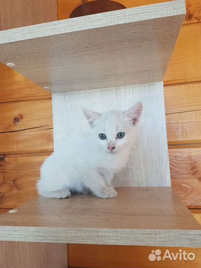 Кошка