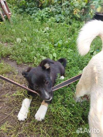 Щенок в добрые руки