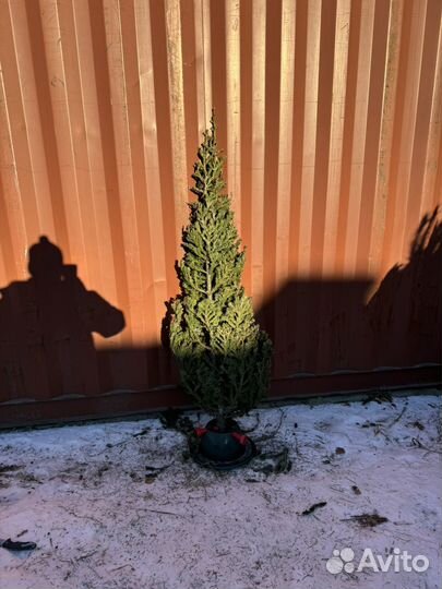 Пихта живая арт 73688217