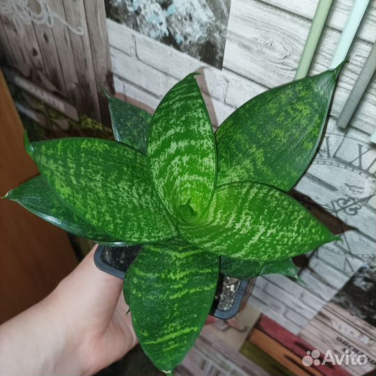 Комнатные цветы. Сансевиерия