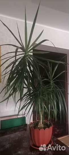 Драцена комнатная